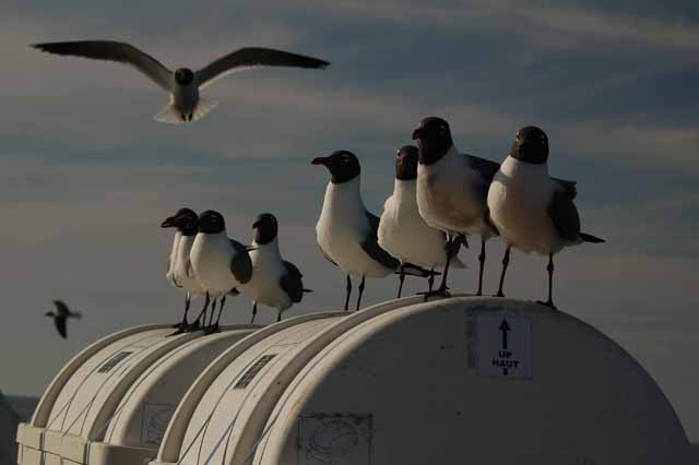 laughing gulls